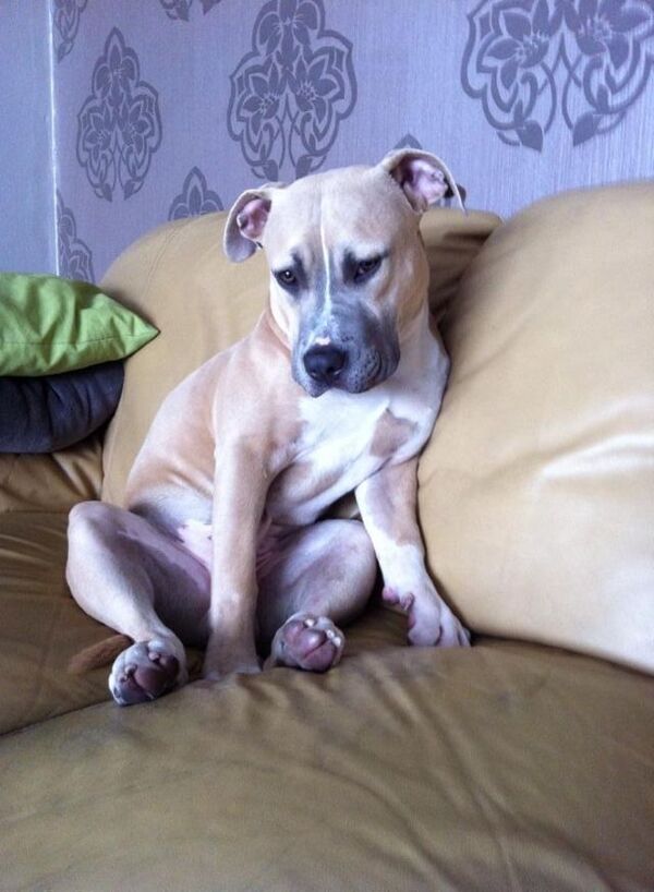 Mijn hond Buddha