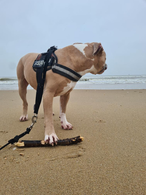 Buddha aan zee