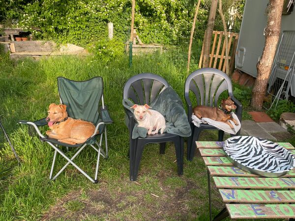 Dogkamping