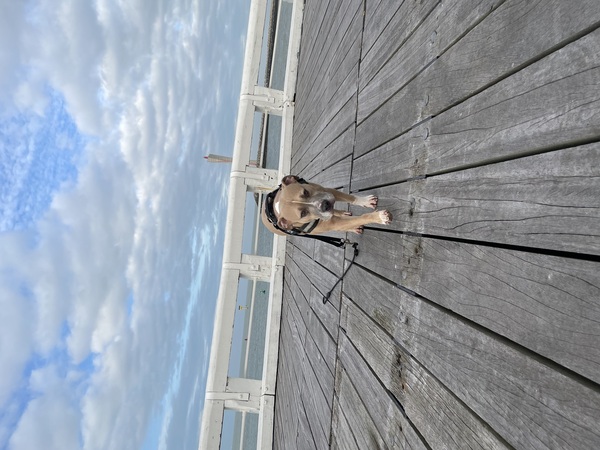 Buddha tijdens een wandeling op de pier in Oostende