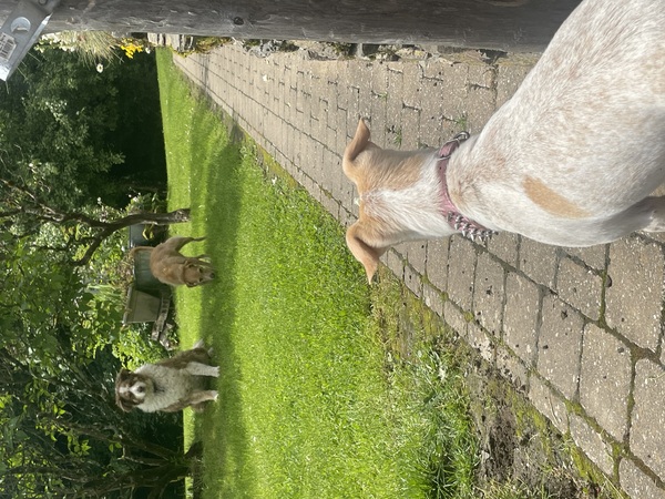 Lila, Rhea en Uma