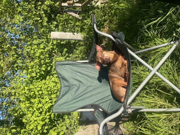 Mijn hond Nacho