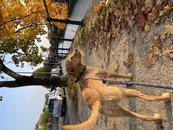Mijn hond Rhea