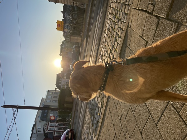 Rhea bij zonsondergang